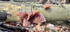 Auricularia auricula-judae