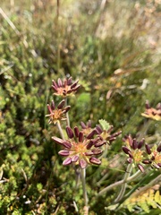 Chaerophyllum eriopodum