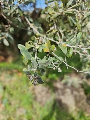 Buddleja saligna