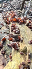 Auricularia auricula-judae