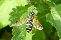 Chrysotoxum festivum