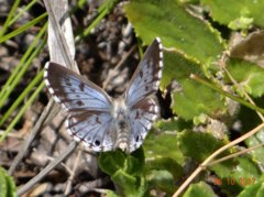 Lepidochrysops oreas oreas