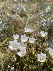 Euphrasia collina