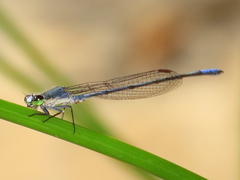 Pseudagrion draconis