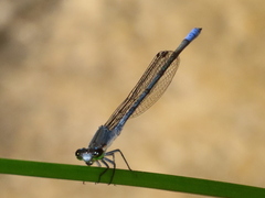 Pseudagrion draconis