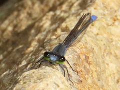 Pseudagrion draconis