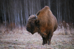 Bison bonasus