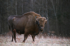 Bison bonasus