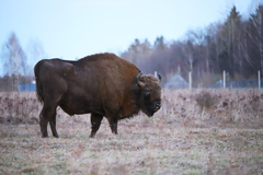 Bison bonasus