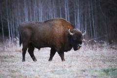 Bison bonasus