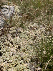 Ewartia