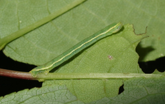 Trichopteryx carpinata