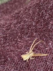 Sidymella trapezia
