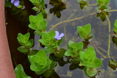 Bacopa caroliniana