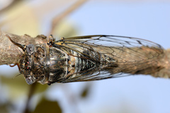 Lyristes plebejus