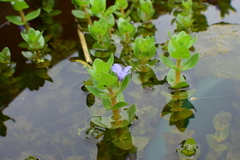 Bacopa caroliniana