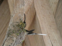 Phaethornis longirostris