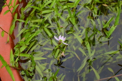 Lobelia chinensis