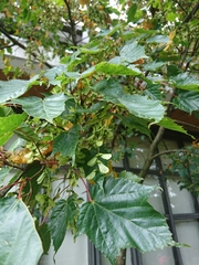 Acer morrisonense