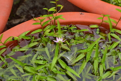 Lobelia chinensis