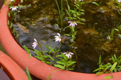 Lobelia chinensis