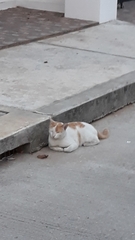 Felis catus