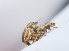 Polydrusus confluens