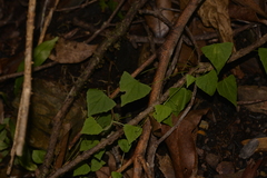 Zehneria cunninghamii