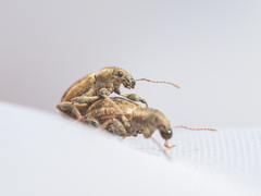 Polydrusus confluens