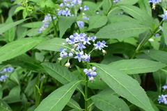 Hydrangea febrifuga