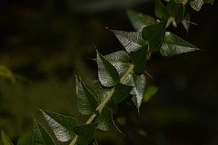 Podolobium aciculiferum