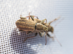 Polydrusus confluens