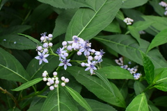 Hydrangea febrifuga