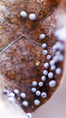 Didymium squamulosum
