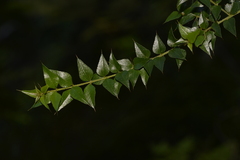 Podolobium aciculiferum