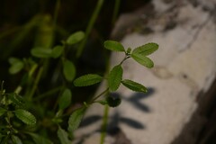 Gonocarpus oreophilus