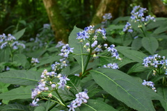 Hydrangea febrifuga
