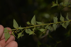 Podolobium aciculiferum