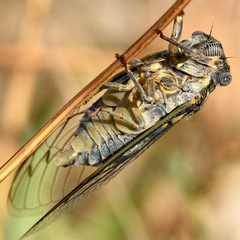 Lyristes plebejus