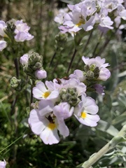 Euphrasia collina