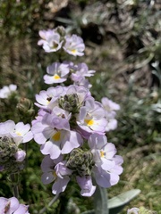Euphrasia collina