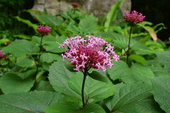 Clerodendrum bungei