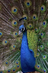 Pavo cristatus