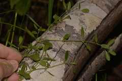 Gonocarpus oreophilus