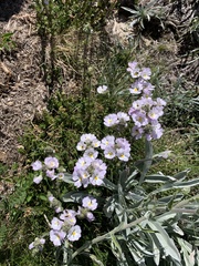 Euphrasia collina
