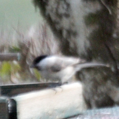 Poecile palustris