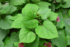 Clerodendrum bungei