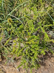 Boscia foetida