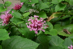 Clerodendrum bungei