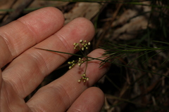 Platysace linearifolia